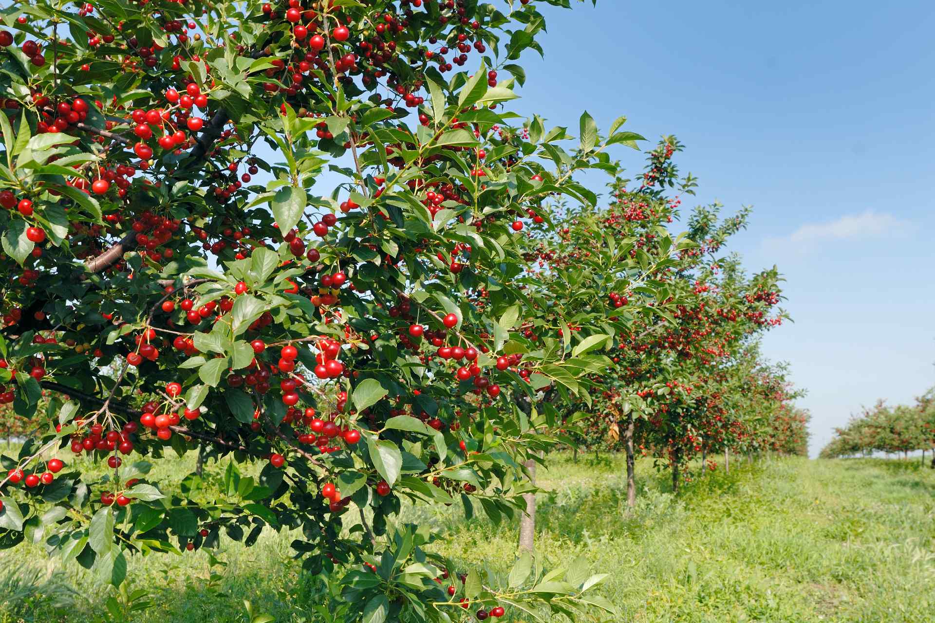 cerezas-origen