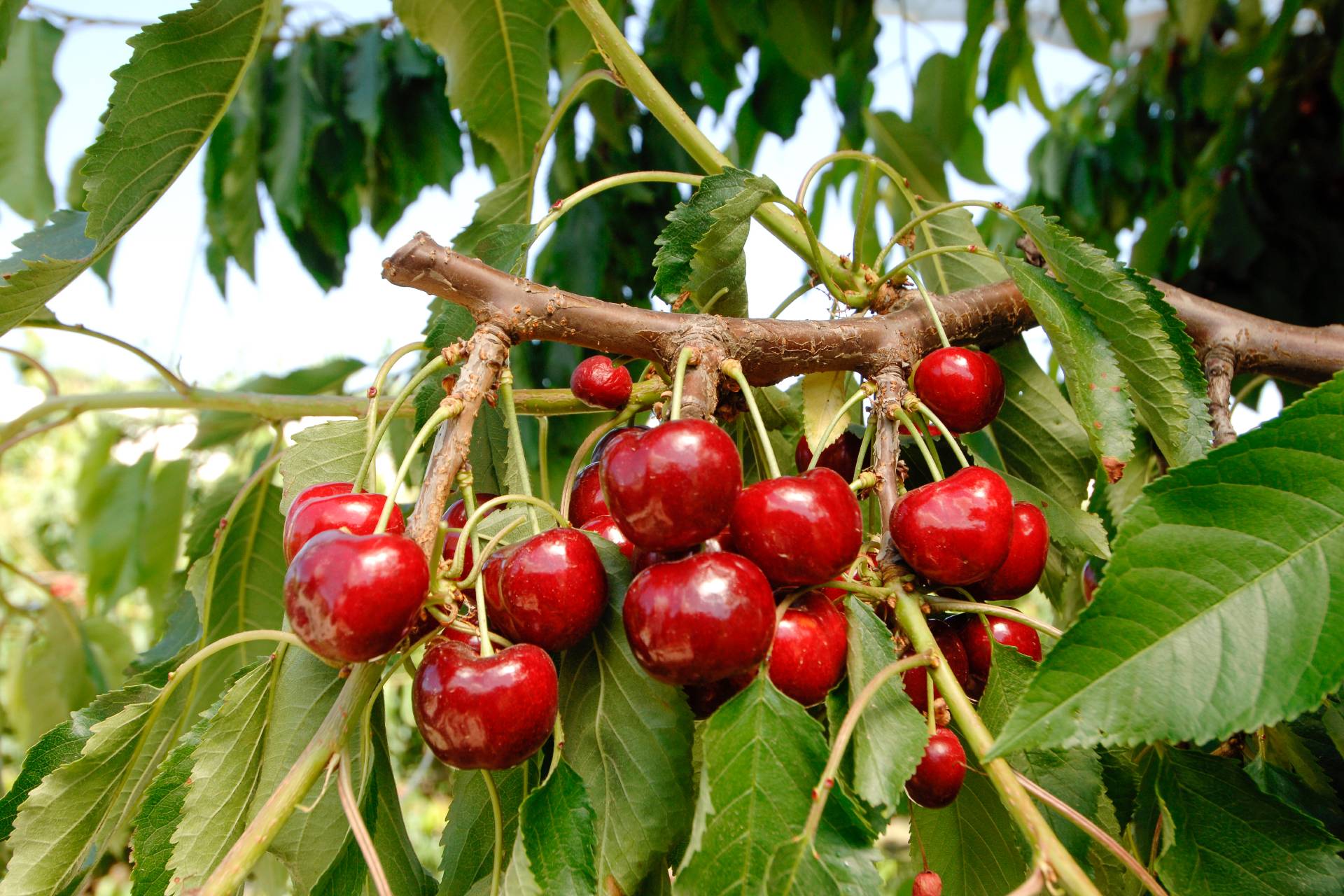 frutas-verduras-mayo-cereza