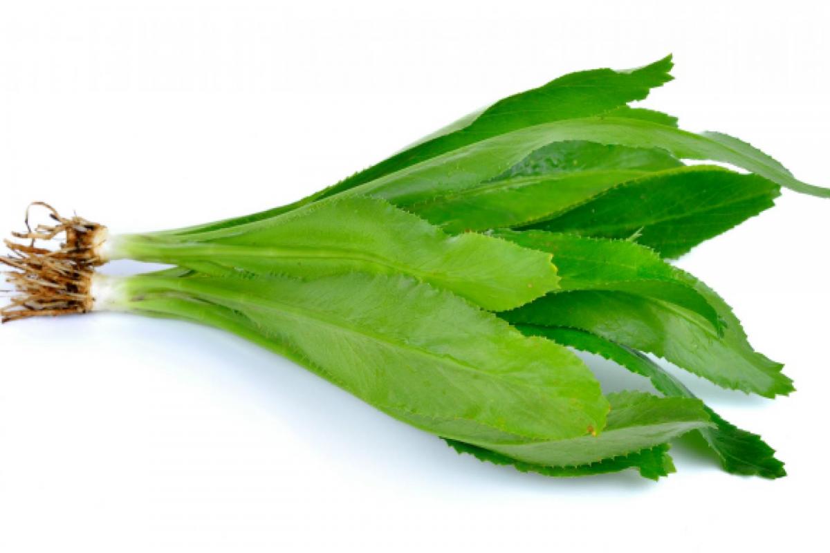 Culantro hierba