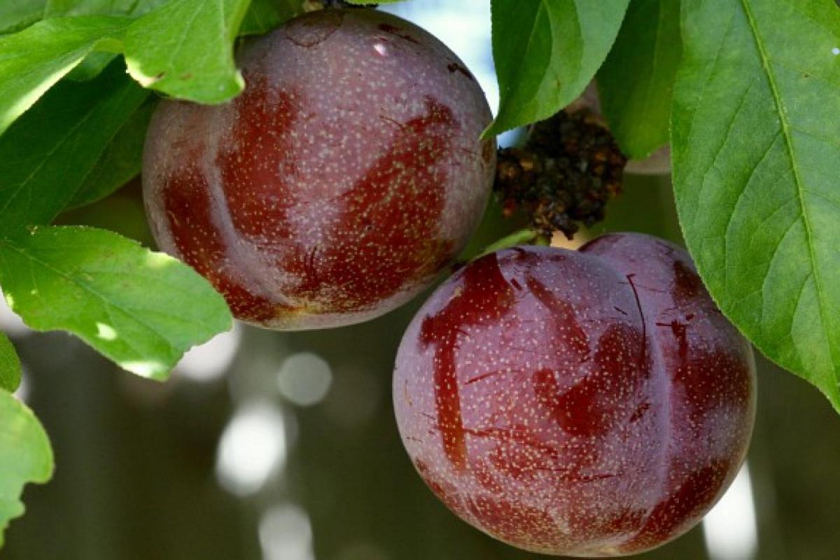 Pluot