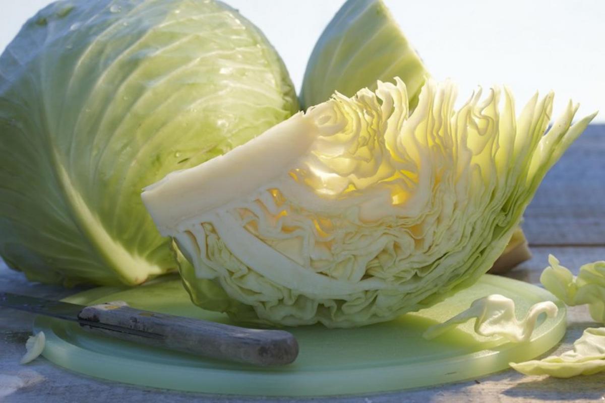 Repollo blanco