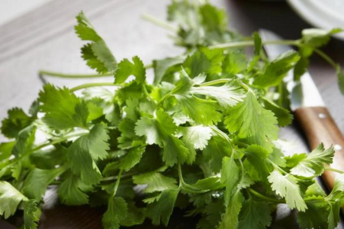 Cilantro