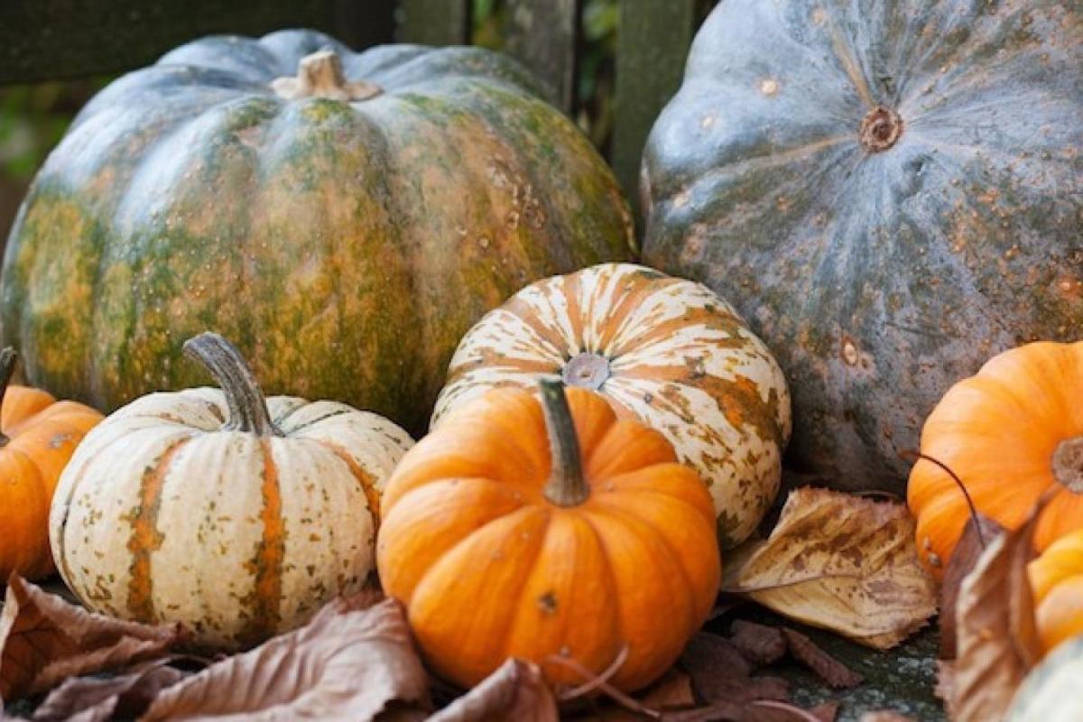 Calabaza