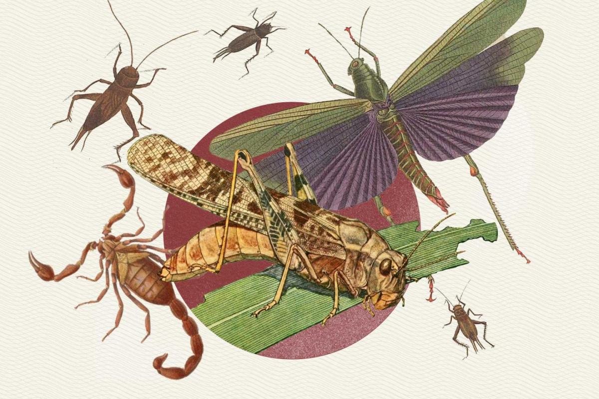 Insectos comestibles