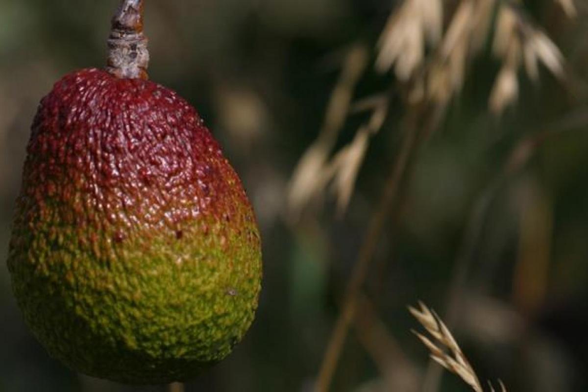 variedades de palta - Finedininglovers