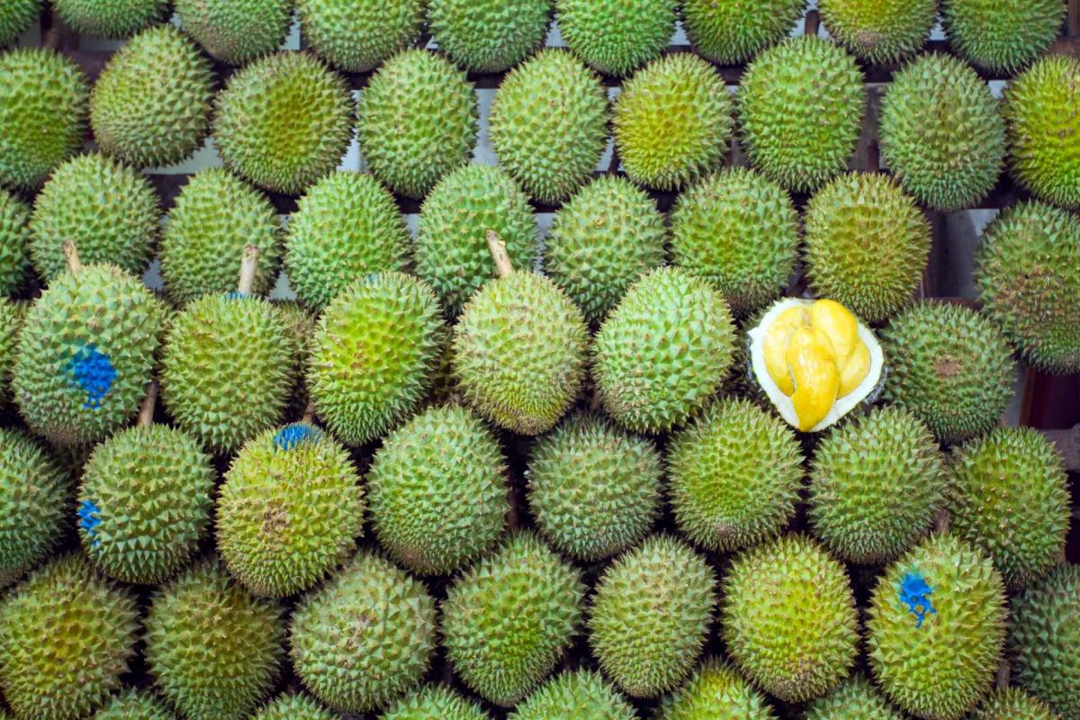 durian