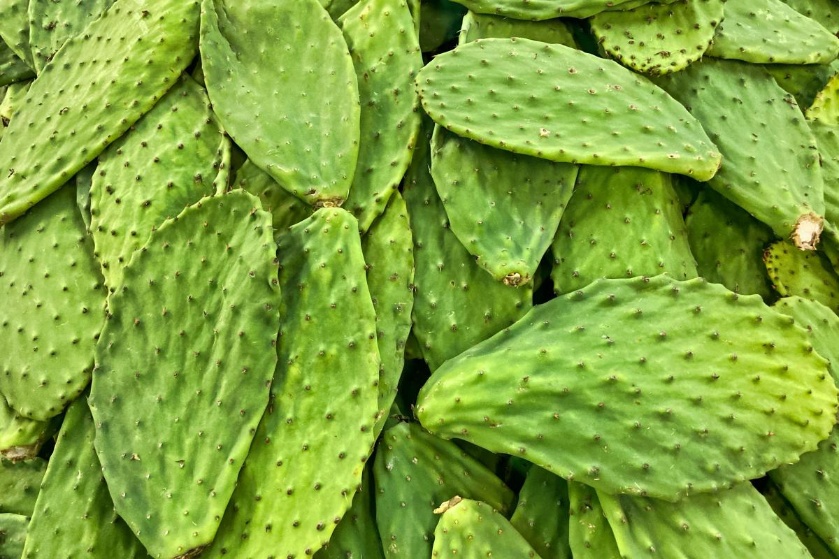 Nopal - Finedininglovers