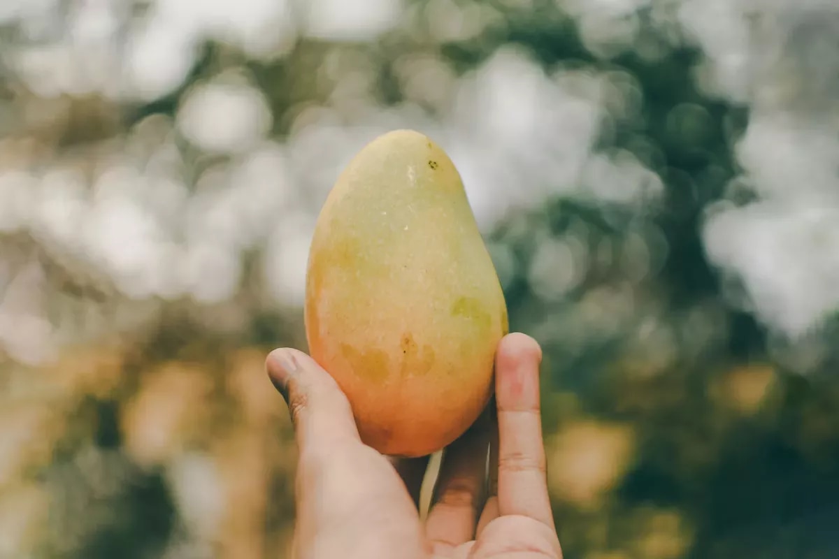 Homenaje de los chefs a los mangos: descubre cómo cocinan con mangos los chefs