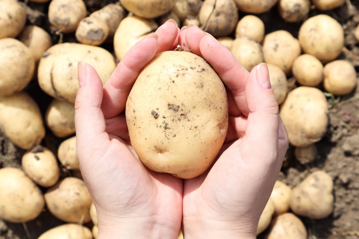 cómo-conservar-patatas