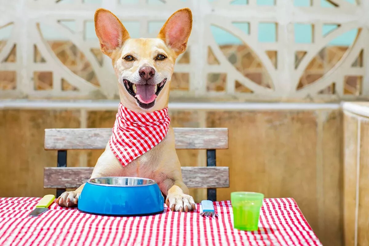 restaurante para perros foodies en San Francisco