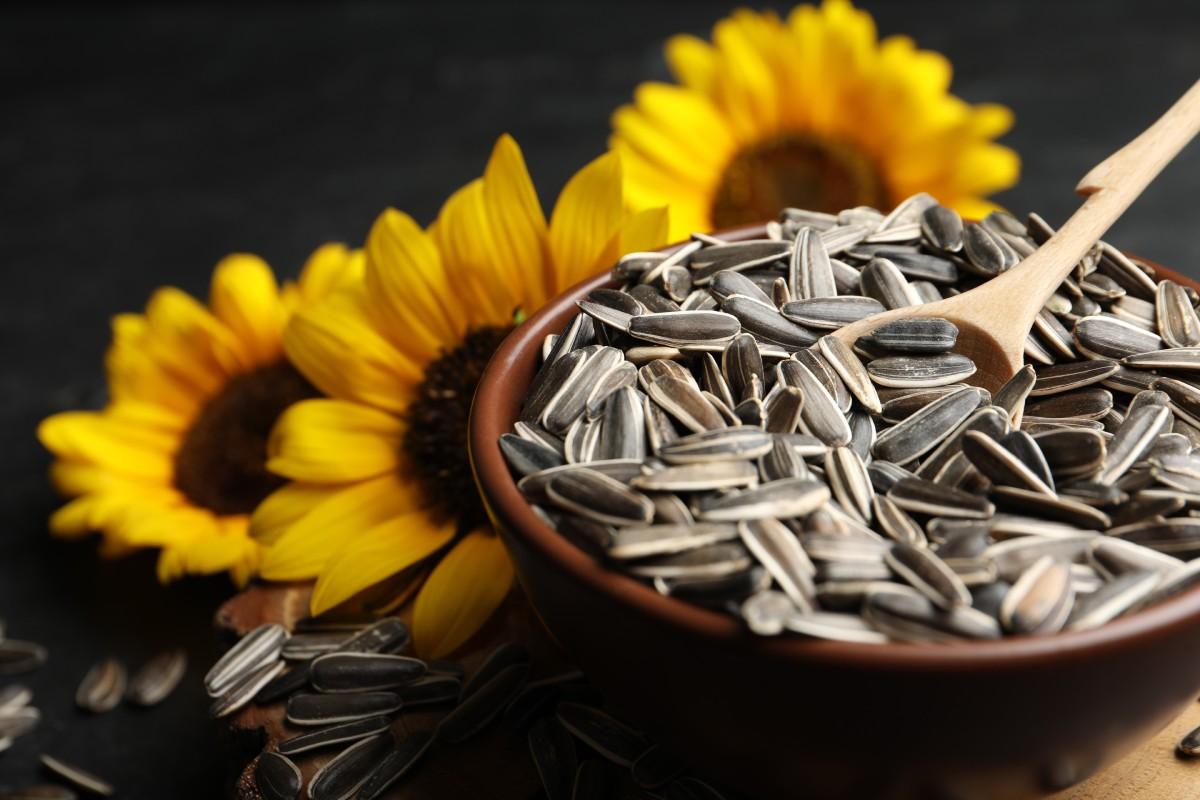 Semillas de girasol: propiedades y usos