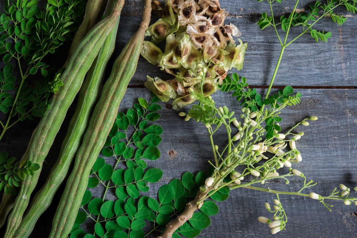 Propiedades de la moringa - Fine Dining Lovers